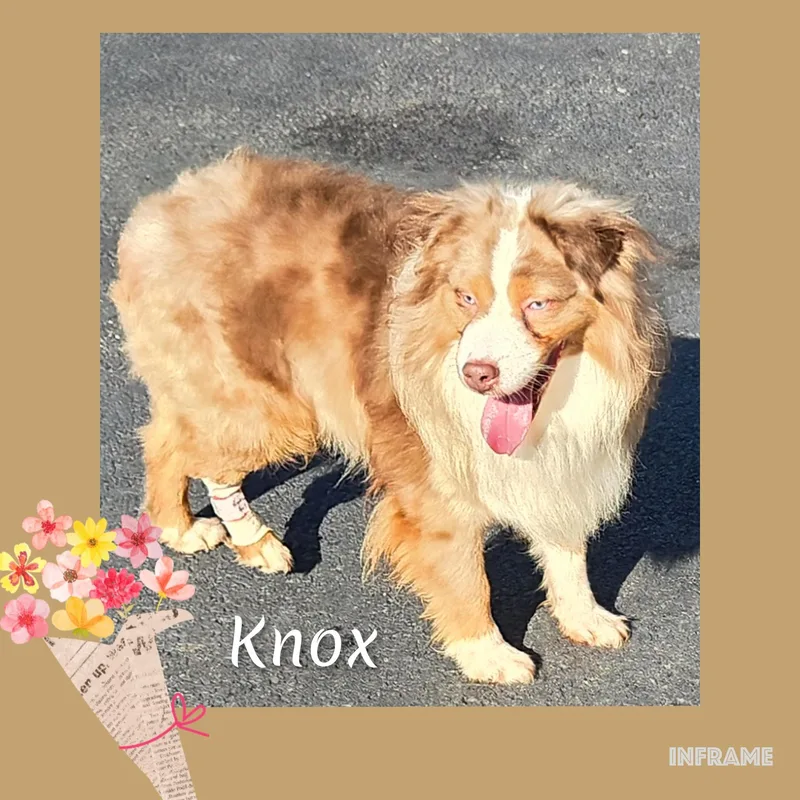 Knox thumbnail 3