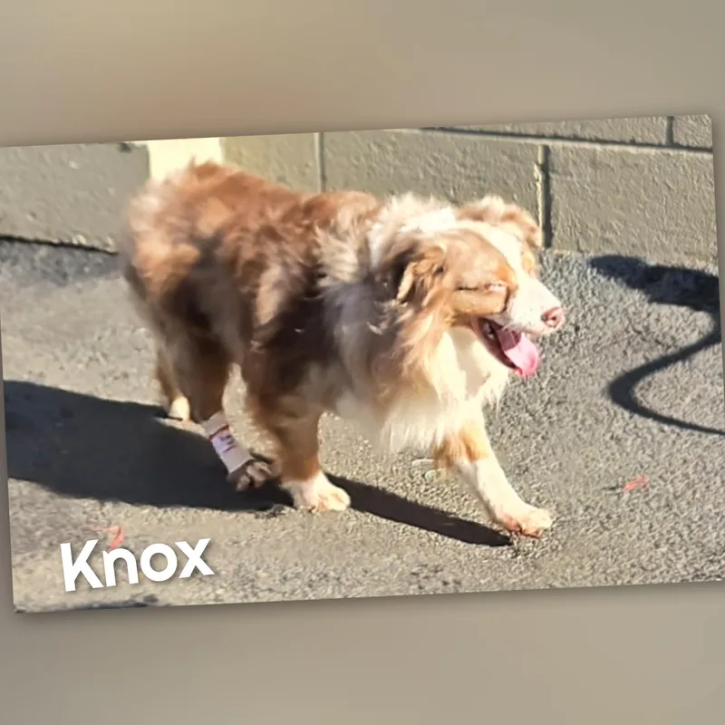 Knox thumbnail 4