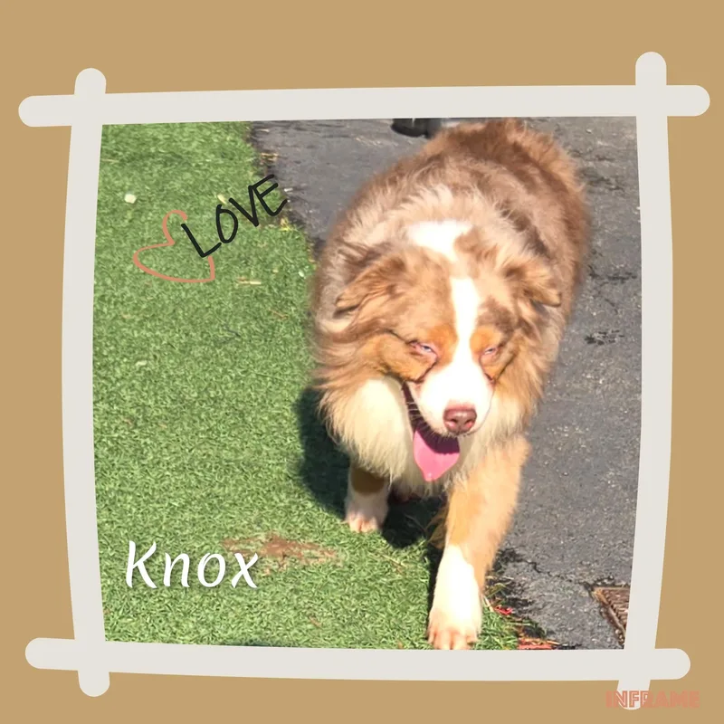 Knox thumbnail 5
