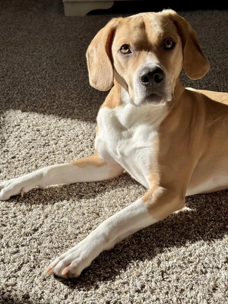 An adult medium-sized male Beagle dog named Arlo for adoption in Baltimore, MD