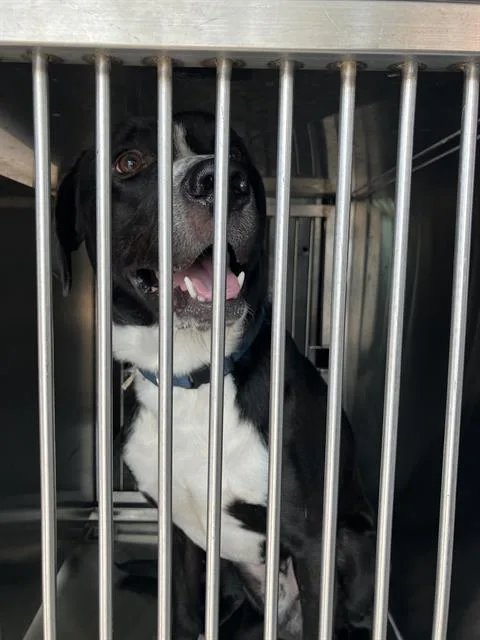 A young large-sized male Mixed Breed dog named Mikey for adoption in Dallas, TX