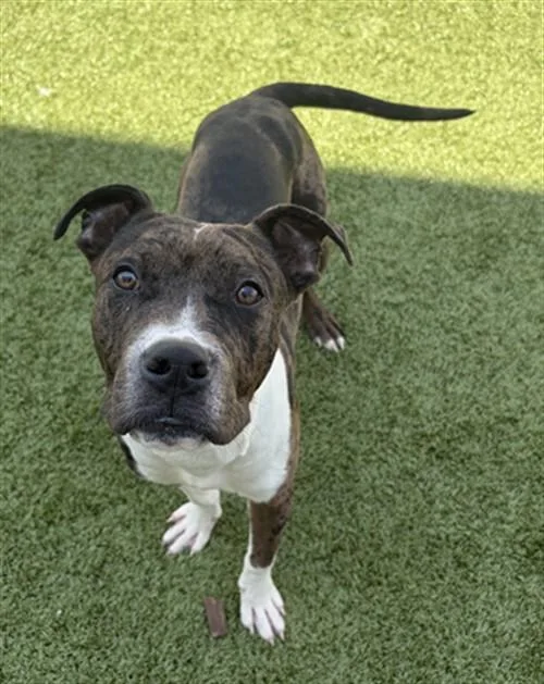 A young medium-sized male Pit Bull Terrier dog named Life Jacket for adoption in Toledo, OH