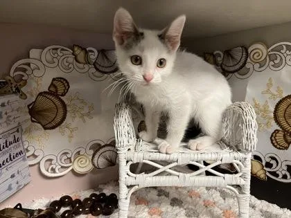A young small-sized male Domestic Short Hair cat named Latte for adoption in Beatrice, NE