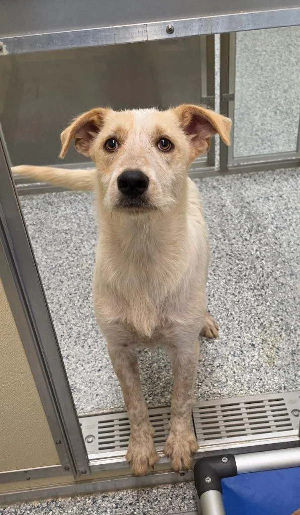 A baby medium-sized female Terrier dog named Oat for adoption in Athens, TN
