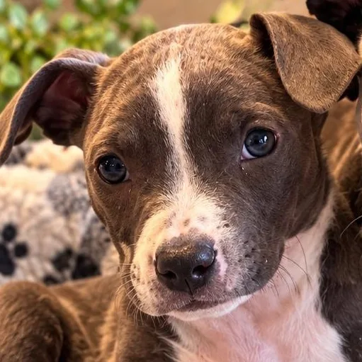 A baby medium-sized male Pit Bull Terrier dog named Timber for adoption in Greensboro, AL