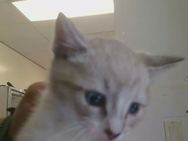 A baby small-sized male Siamese cat named A for adoption in Sacramento, CA