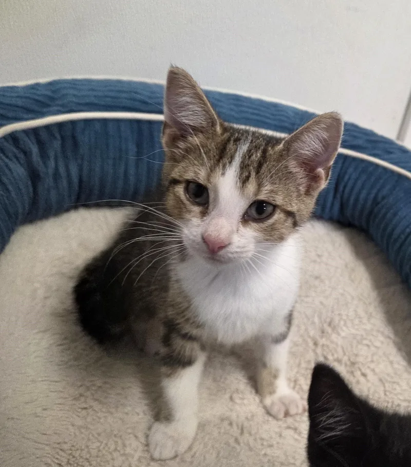 A baby medium-sized female Tabby (Brown / Chocolate) Domestic Short Hair cat named Lana for adoption in Carsonville, MI