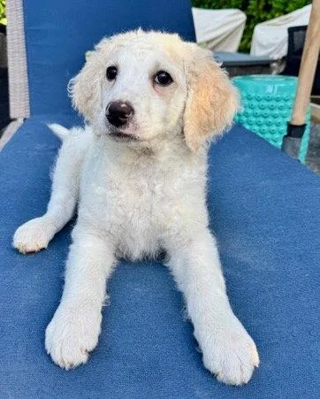 A baby large-sized female Golden Retriever dog named Bevvie: Float for adoption in Palo Alto, CA