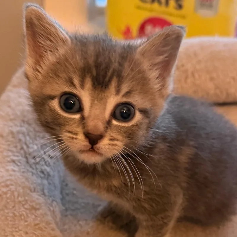 A baby small-sized female Gray / Blue / Silver Domestic Short Hair cat named Cianna for adoption in Gloucester, VA