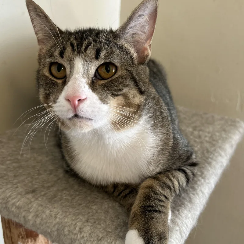 A baby medium-sized male Tabby (Brown / Chocolate) Domestic Short Hair cat named Charlie for adoption in Columbus , OH
