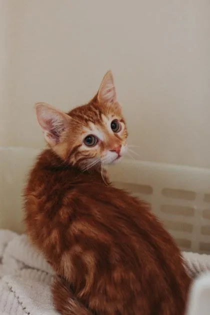 A baby small-sized male Domestic Short Hair cat named A Salsa Petsmart Mt for adoption in North Charleston, SC