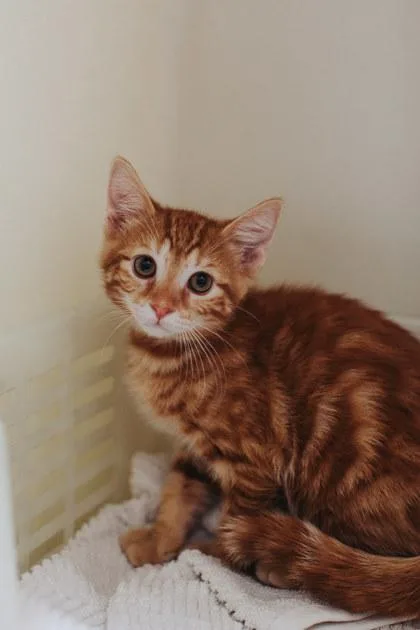 A Salsa Petsmart Mt thumbnail 2