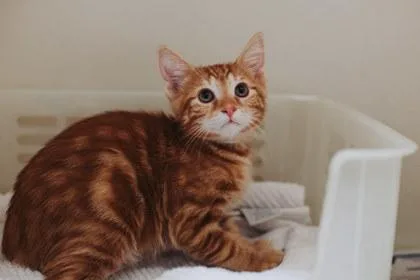 A Salsa Petsmart Mt thumbnail 3