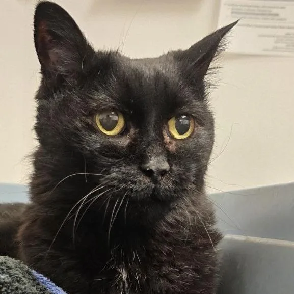 A senior large-sized female Black Domestic Long Hair cat named Lela for adoption in Austin, TX
