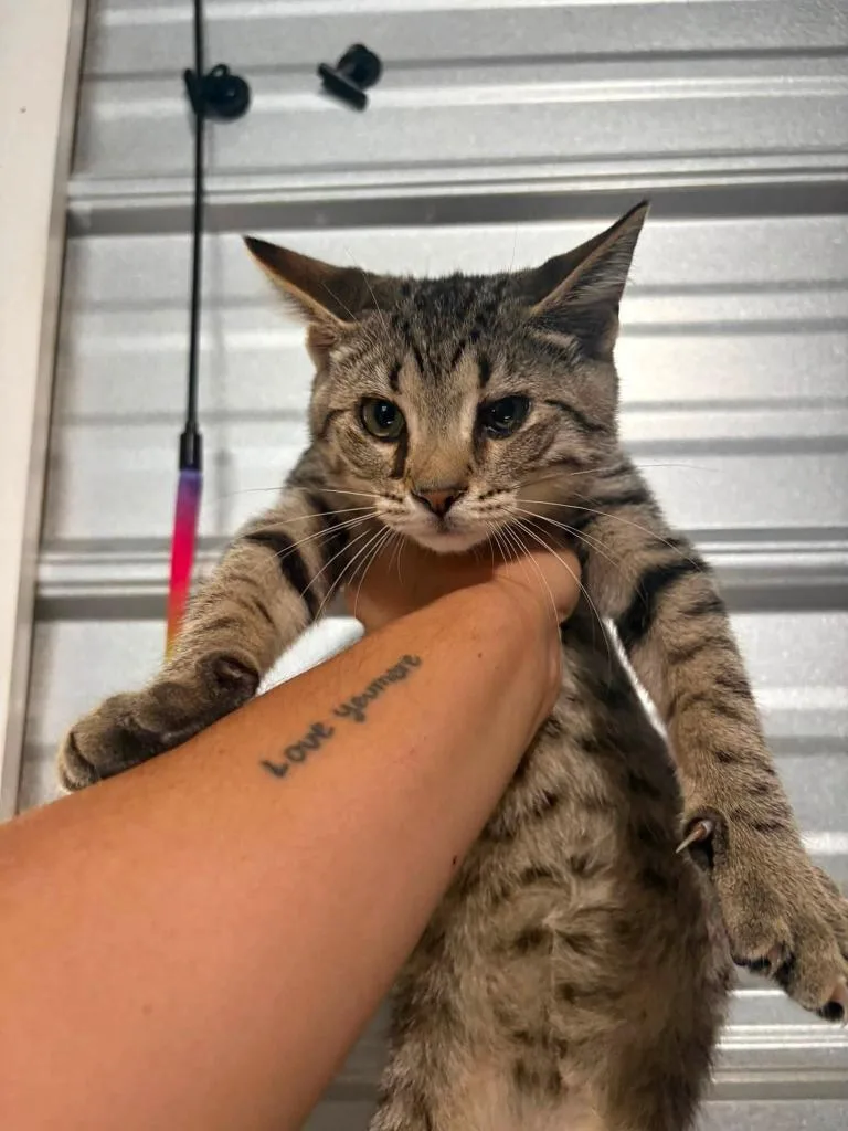 A baby medium-sized male Domestic Short Hair cat named Tabby for adoption in Russellville, KY