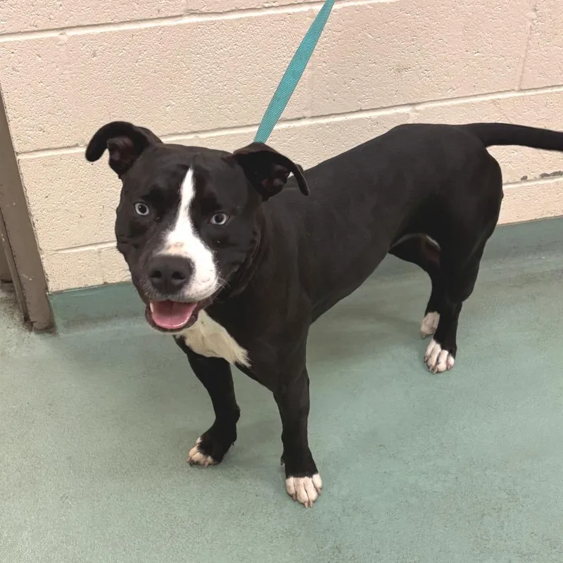 Scarlett thumbnail 2