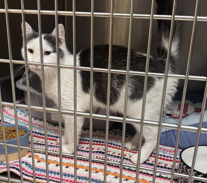A baby small-sized female Domestic Medium Hair cat named Cupcake for adoption in Saint Clairsville, OH