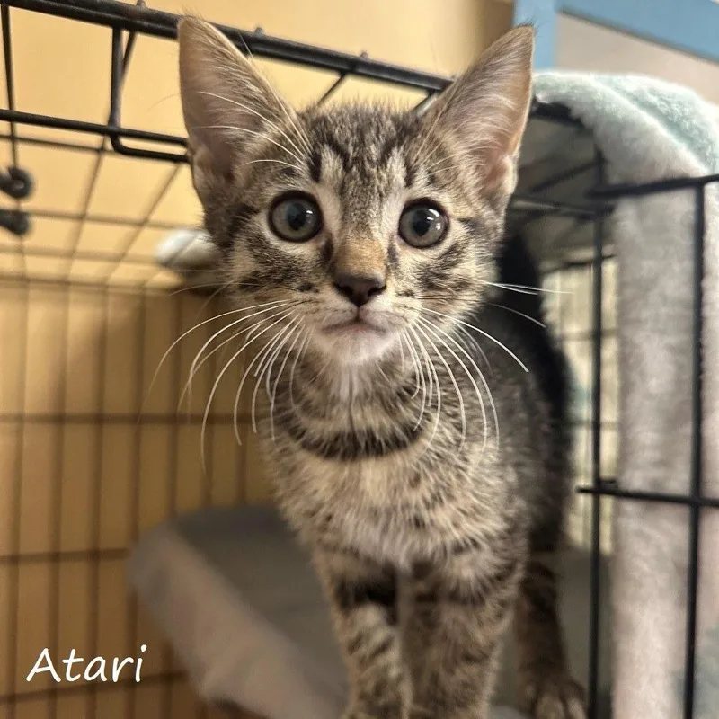 A baby small-sized male Domestic Medium Hair cat named Atari for adoption in Yucaipa, CA