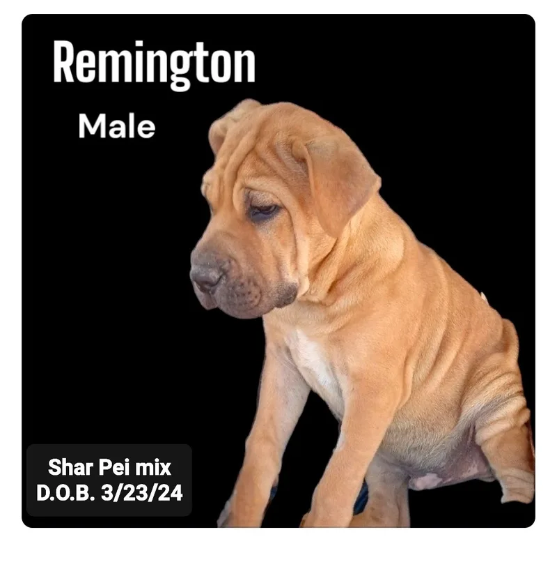 Remington thumbnail 2