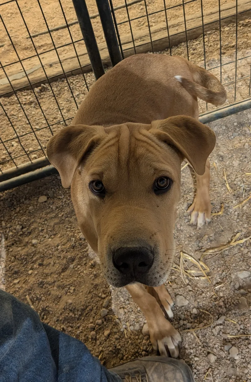 Remington thumbnail 3