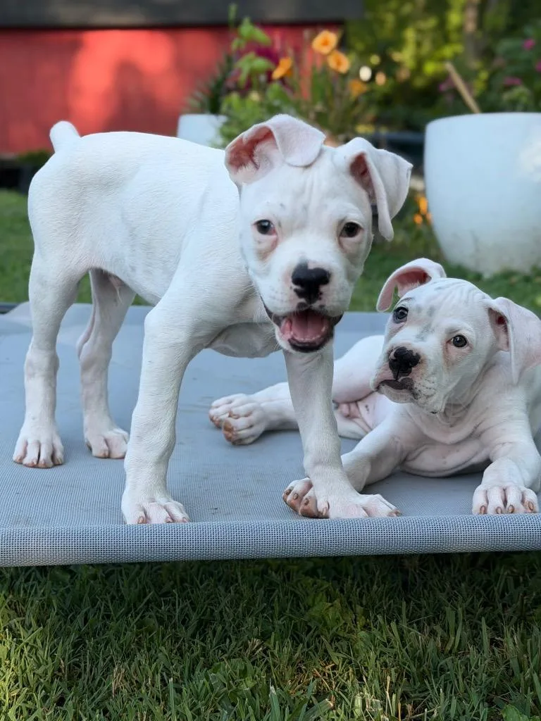 A baby medium-sized male Boxer dog named Beedle for adoption in Princeton, MA