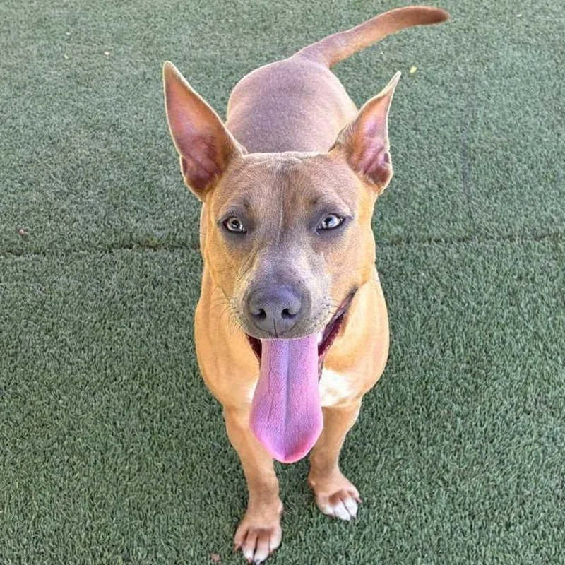 Chillary thumbnail 2