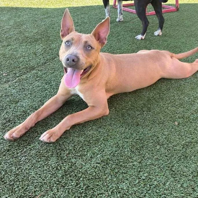 Chillary thumbnail 3