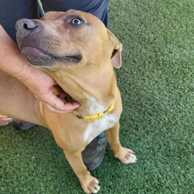 Chillary thumbnail 4