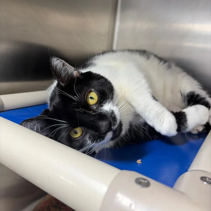 A senior extra large-sized female Black Domestic Short Hair cat named Chelsea for adoption in Newark, NJ
