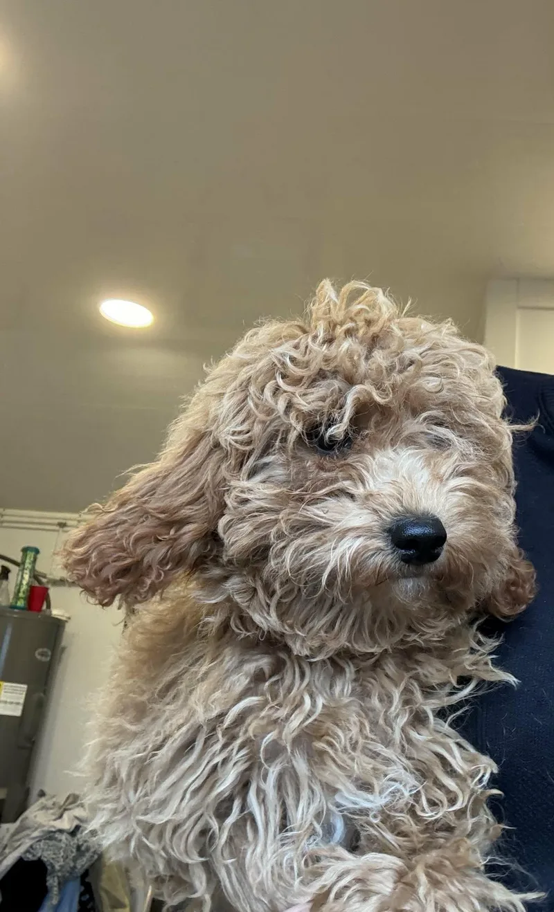 A baby small-sized female Cockapoo dog named Nugget for adoption in Havertown, PA