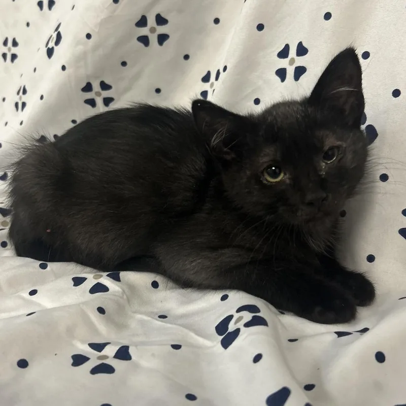 A baby small-sized female Black Domestic Short Hair cat named Black  Spunky for adoption in Coos Bay, OR