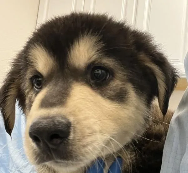 A baby medium-sized male Labrador Retriever dog named Malcolm for adoption in Vancouver, WA