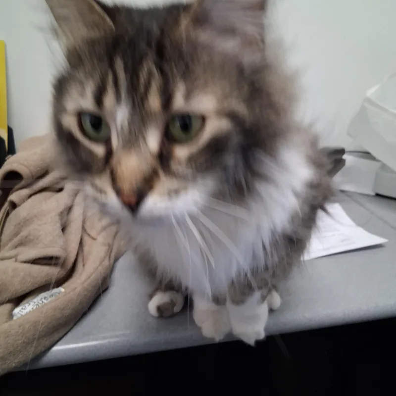An adult medium-sized male Gray & White Domestic Long Hair cat named Mervin for adoption in Northfield, MN