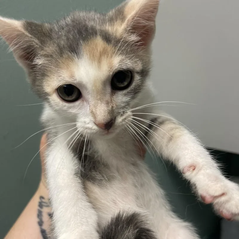 A baby small-sized female Calico Domestic Short Hair cat named Acadia for adoption in Shawnee, KS