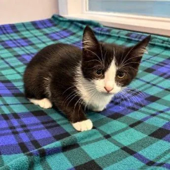 A baby small-sized male Black Domestic Short Hair cat named Mavis for adoption in Buffalo, MN