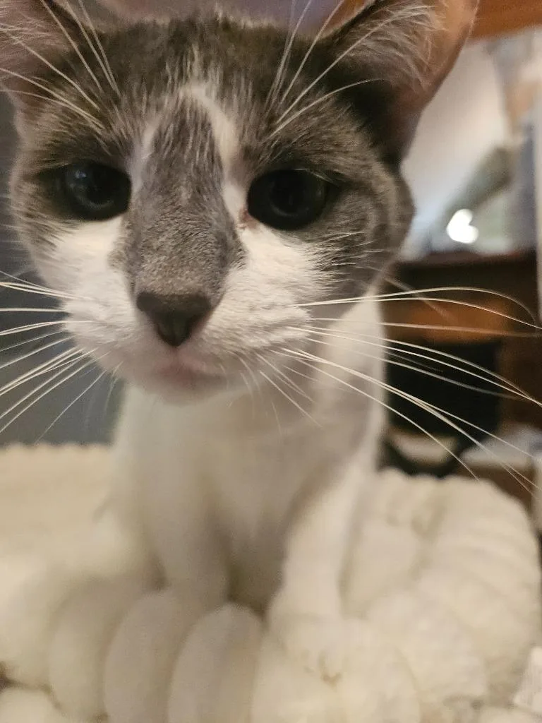 Rosie