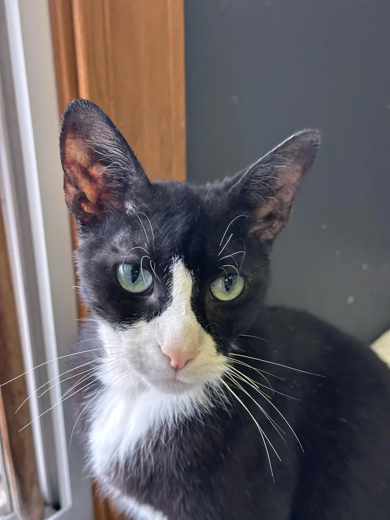 An adult medium-sized female Black & White / Tuxedo Domestic Short Hair cat named Hopper for adoption in Crystal Lake, IL