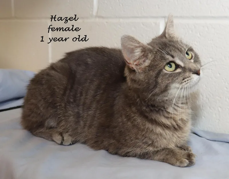 A young medium-sized female Tabby (Gray / Blue / Silver) Tabby cat named Hazel for adoption in Euclid, OH