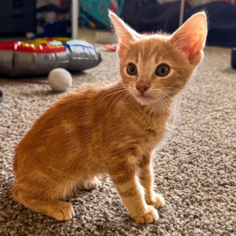 A baby small-sized male Orange / Red Domestic Short Hair cat named Laguna for adoption in Long Beach, CA