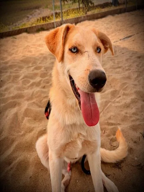 A young large-sized male Anatolian Shepherd dog named Hank for adoption in Salinas, CA