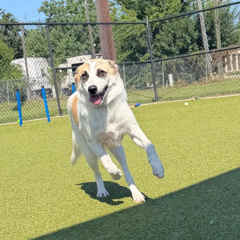 An adult medium-sized female White / Cream Shepherd dog named Aspen for adoption in Bryan, TX