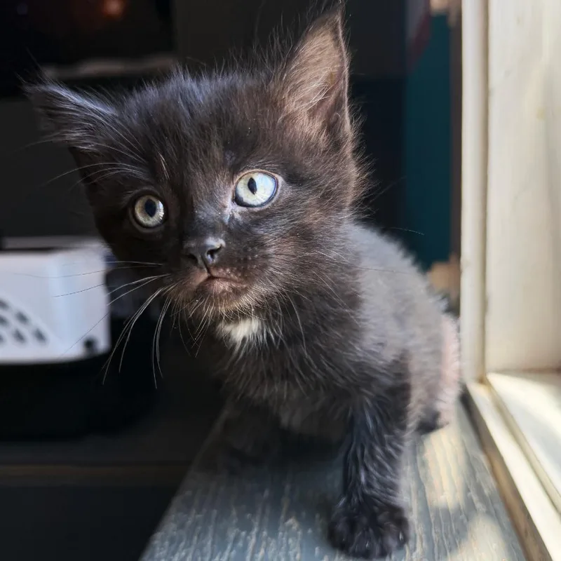 A baby small-sized female Black Domestic Short Hair cat named Selena for adoption in Asheville, NC