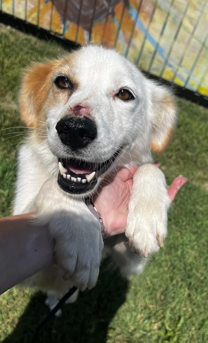 An adult medium-sized female Border Collie dog named Sally Ann for adoption in Lexington, KY