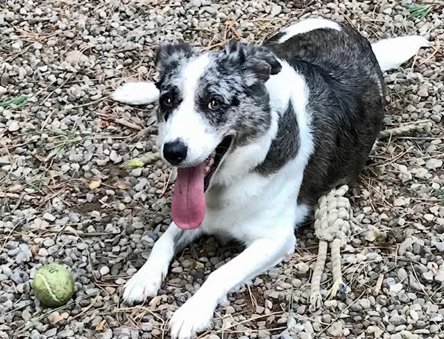 Nala