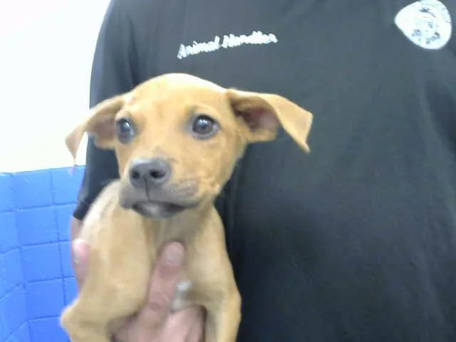 A baby small-sized female Australian Cattle Dog / Blue Heeler dog named Mercury for adoption in Albuquerque, NM