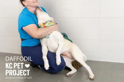 Daffodil thumbnail 2