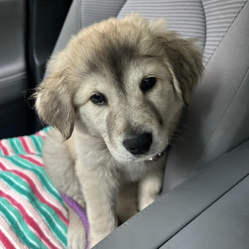 A baby medium-sized female Mixed Breed dog named Bagel for adoption in Raleigh, NC