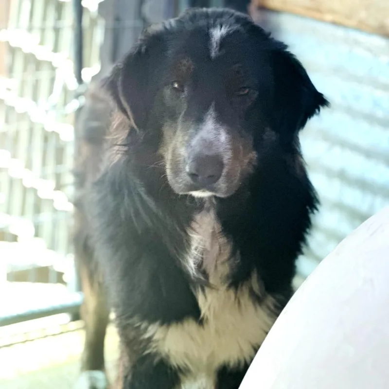 An adult medium-sized male Brown / Chocolate Collie dog named Lassie for adoption in Sonoma, CA