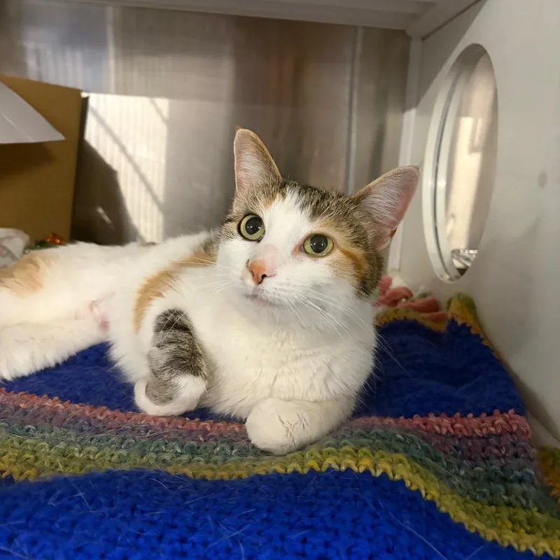 A young medium-sized female Calico Domestic Short Hair cat named Pumpkin Patch for adoption in Dearborn, MI
