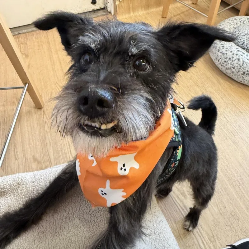A senior small-sized male Black Miniature Schnauzer dog named Jigsaw for adoption in San Francisco, CA